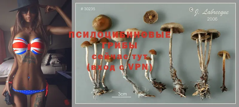 Галлюциногенные грибы Magic Shrooms  где найти   Карпинск 